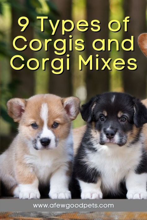 Corgis are famed for being the favorite dog breed of the Queen of England. But if you are unfamiliar with the Corgi, you have come to the right place. The Corgi is a small dog whose origin traces back to Wales. In this article, we will discuss this famous and funny looking herding dog in detail and take a look at different types of Corgis and crossbreeds. #info #tips #listof #ideas #corgis #typesof #afewgoodpets Mini Aussie Corgi Mix Puppy, Mini Corgi Full Grown, Corgi Colors, Corgi Aussie Mix, Welch Corgi, Funny Corgi Pictures, Corgi Mix Puppies, Corgis Puppies, Corgi Doodle