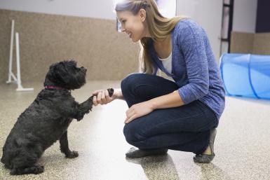 How You Can Volunteer to Help Dogs in Need Dog Training Business, Training Business, Animal Behaviorist, House Training Dogs, Dog Training Advice, Dog Training Techniques, Work With Animals, Training Your Puppy, Animal Behavior