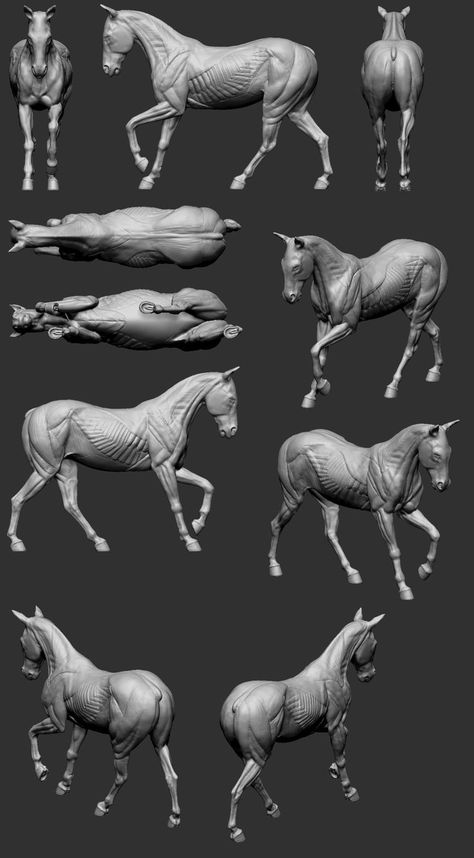 Anatomy Sculpture, Horse Sketch, Horse Anatomy, Animal Study, History Painting, Anatomy For Artists, Horse Drawing, Horse Drawings, Horse Sculpture