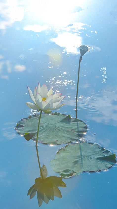 Flowers Beach Aesthetic, Whats Wallpaper, Lotus Flower Art, Spring Wallpaper, Foto Art, Pretty Photos, Beautiful Nature Wallpaper, Nature Aesthetic, Flowers Nature