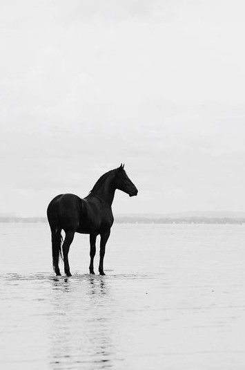 11/2/18 Black Horse Pictures, Black Stallion, Horse Aesthetic, Black Horses, Majestic Horse, All The Pretty Horses, Equine Photography, Black Horse, Horse Photos