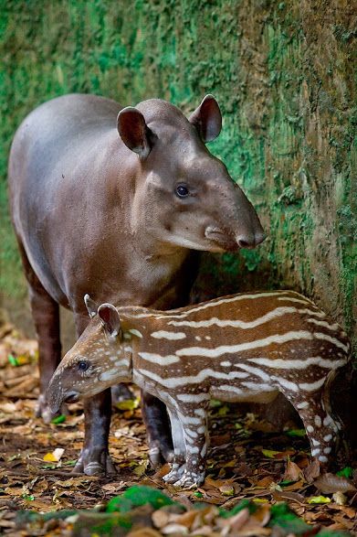 Regnul Animal, American Animals, Fear Of Flying, Endangered Animals, Adorable Baby, Animal Photo, Exotic Pets, Nature Animals, Zebras