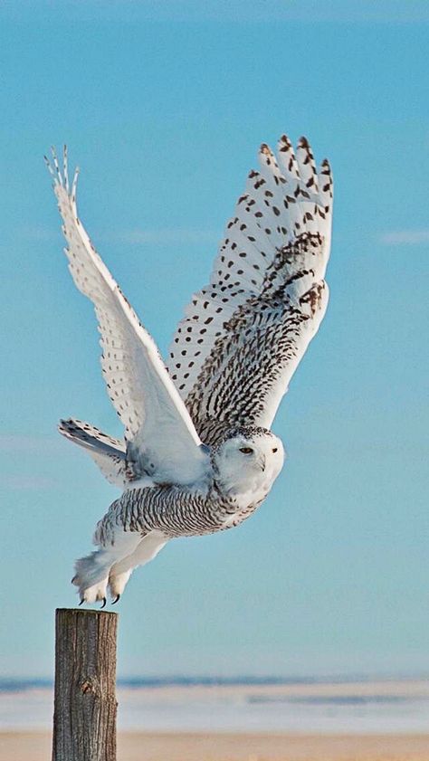 Snowy Owl Owl Photos, Most Beautiful Birds, Owl Pictures, Beautiful Owl, Owl Bird, Snowy Owl, Bird Pictures, Exotic Birds, Pretty Birds