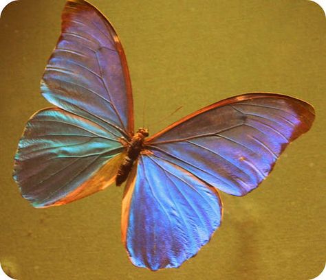 iridescent Iridescent Butterfly Wings, Iridescent Tattoo, Wattpad Ideas, Iridescent Butterfly, Blue Butterfly Wings, Lavender Butterfly, Color Boards, Morpho Butterfly, Glass Nails