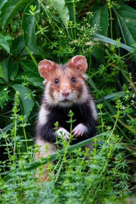 European Hamster (Cricetus cricetus) / Hamster d'Europe / Image by nayana_willemyns (Nayana Willemyns) from instagram European Hamster, Western Europe, Hamsters, From Instagram, Ferret, Tri Color, Mice, Reptiles, Bugs