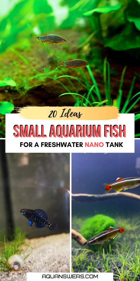 Tiny Fish Aquarium, Small Fresh Water Aquarium, Natural Fish Tank Ideas Small, Small Freshwater Aquarium, Easy Fish To Take Care Of, Tiny Fish Tank Ideas, Micro Fish Tank, Small Tropical Fish Tank, Best Fish For Small Tanks