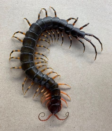 Centipede Art, Insect Legs, Toriel Undertale, Weird Insects, Centipedes, Inside Of Me, Insect Photography, Paper Sculptures, Cool Bugs