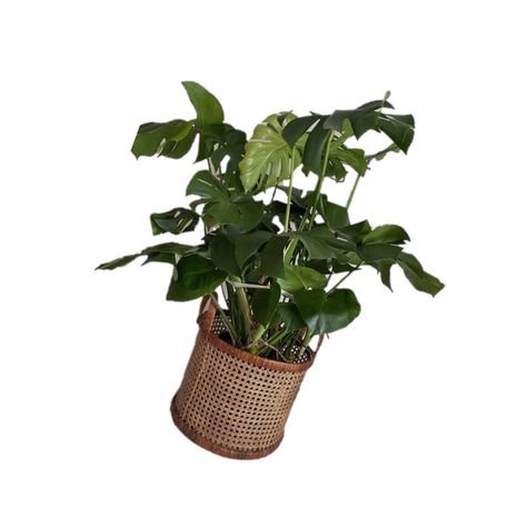 Plant Carrd Png, Plants Png Aesthetic, Plant Png Aesthetic, Forestcore House, Green Pngs Aesthetic, Green Pngs, Green Aesthetic Icon, Plant Icons, Png Plants