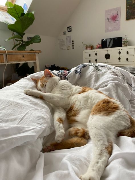 Cats In House Aesthetic, Cats And Owners Aesthetic, Cats In Apartments Aesthetic, Living With A Cat In An Apartment, Adopting A Cat Aesthetic, Cat In Bedroom Aesthetic, Cat In House Aesthetic, Cat In Room Aesthetic, Cozy Home With Cat