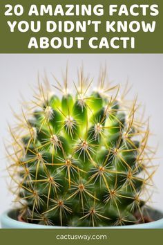 Cactus Raised Bed, Types Of Cactus Plants Names, Growing Cactus From Seed, Cactus Facts, Cactus Identification, Propagating Cactus, Outdoor Cactus, Cactus Garden Design, Indoor Cactus Plants