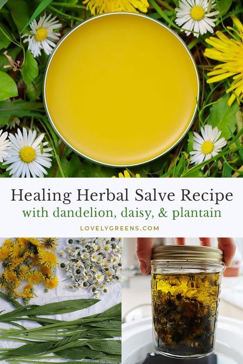 How to make a herbal healing salve recipe using foraged wildflowers from your lawn and pure oils. Once made, you can use it as a gentle skin medicine for treating bug bites, stings, rashes, and irritated or inflamed skin #herbalism #herbalmedicine #dandelionrecipe Herbal Medicine Cabinet, Cooking With Turmeric, Calendula Salve, Salve Recipes, Herbal Salves, Natural Healing Remedies, Diy Remedies, Natural Therapy, Natural Health Remedies