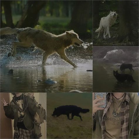 Wolf Moodboard Aesthetic, Wolfboy Aesthetic, Coyote Therian Aesthetic, Therian Moodboard, Canine Therian, Wolf Moodboard, Therian Core, Therian Aesthetic, Coyote Therian