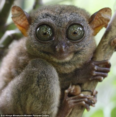 Owl Monkey, Asian Animals, Bush Baby, Cute Animals With Funny Captions, Cute Animal Quotes, Huge Eyes, Cute Animal Memes, Unusual Animals, Rare Animals