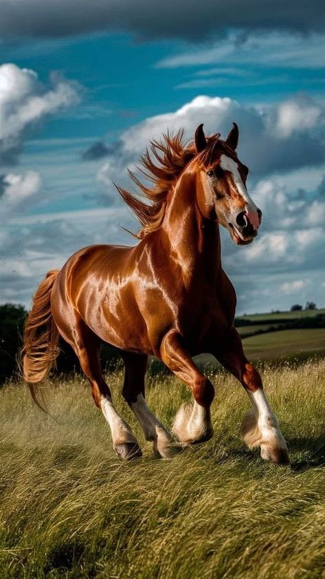 Horse Wallpapers, Abstract Horse Art, Wild Horses Running, Galloping Horse, Eagle Wallpaper, Beautiful Horse Pictures, Horse Galloping, Wild Animals Pictures, Abstract Horse