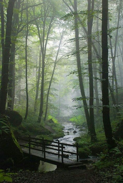 Stream running between rows of trees Nature Forest, Walk In The Woods, Forest River, A Bridge, Magical Places, Enchanted Forest, Nature Beauty, Beautiful World, Beautiful Landscapes