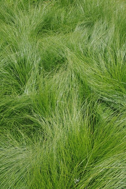 Piet Oudolf Garden, Oudolf Garden, Easy Perennials, Leaves Of Grass, Dutch Gardens, Piet Oudolf, Fresh Cut Grass, 타이포그래피 포스터 디자인, Visual Texture