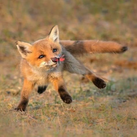 Fox Pups, Cute Foxes, Red Foxes, Fox Pictures, Pet Fox, Animal Reference, Pretty Animals, Animal References, Fox Art