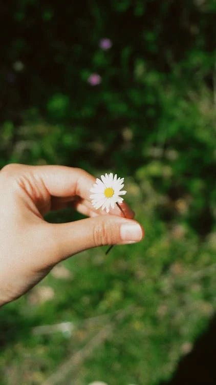 Hand With Flower Photography, Flower Holding Hand, A Hand Holding A Flower, Flower Gift Snapchat Story, Gift Snapchat, Hand Picked Flowers, Flower In Hand, Hand Holding Flower, Garden Backdrop