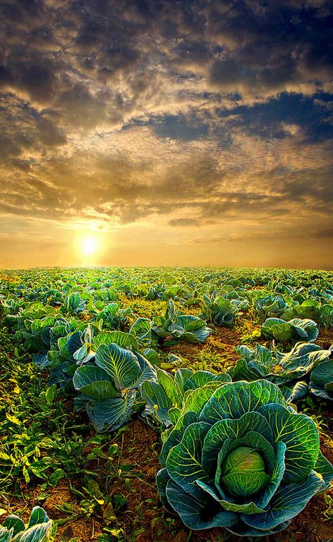 Autumn Sunrise over de cabbage landscape in Wisconsin_ USA Agriculture Photography, Family Nature, Beautiful Sunrise, Photography Skills, Kochi, Fall Harvest, Farm Life, Mother Earth, Nature Beauty