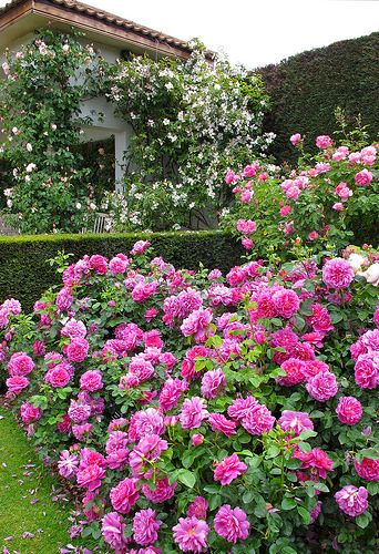 ~'Princess Anne' Shrub Roses~ Rose Shrub, Rose Garden Landscape, Garden Shrubs, Shrub Roses, Flower Gardens, Climbing Roses, Princess Anne, English Roses, Gorgeous Gardens