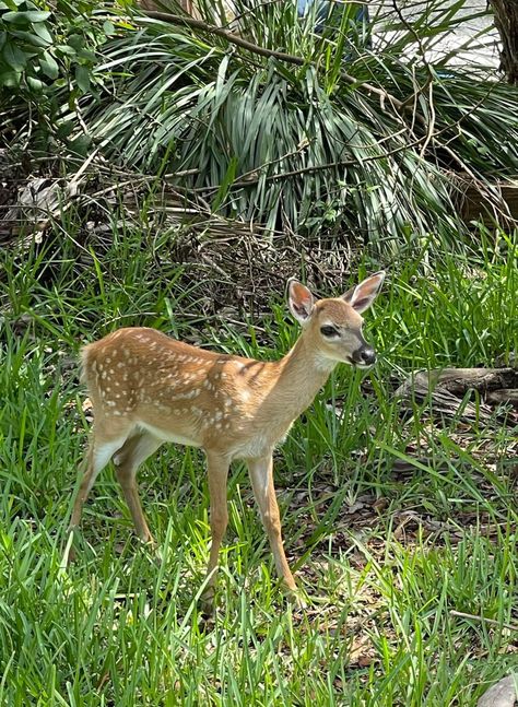 A Key Deer in the yard of a house I am showing on Big Pine Key today. Gary McAdams, Key West Realtor, (305) 731-0501. #keywest #keywestrealtor #garymcadams #garymcadamsrealtor #FloridaKeysRealEstate #MLS #garymcadamskeywest #realestate #floridakeys #FloridaKeysHomesForSale Key Deer, Florida Keys, Key West, Deer, Key, Animals