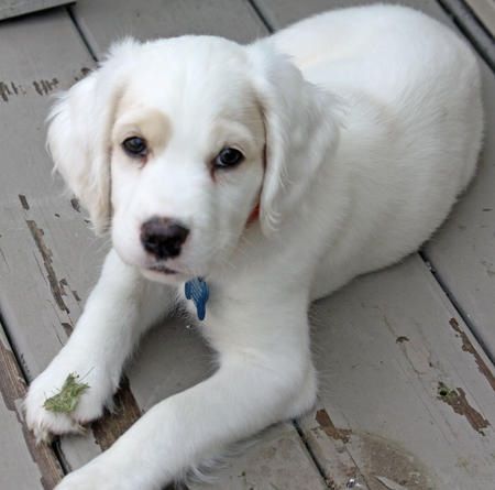 Cocker spaniel + Samoyed Beagle Mix Puppies, White Beagle, Puppy Fever, Cocker Spaniel Mix, Pocket Beagle, Dog Trends, Beagle Mix, Positive Images, Beagle Puppy