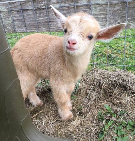 Baby Goats Aesthetic, Animals Wallpaper Aesthetic, Goat Aesthetic, Cute Baby Goats, Goats Cute, Cute Animals Wallpaper, Mini Goats, Cute Goat, Pet Goat