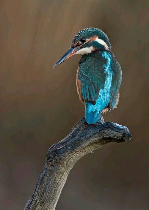 King Fisher, Teal Bird, Common Kingfisher, Kingfisher Bird, Woodpeckers, British Wildlife, Kinds Of Birds, Bird Watcher, Colorful Bird