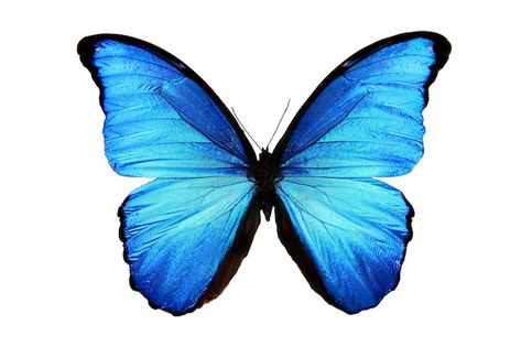 Blue Butterfly, Premium Photo, Media, Blue, White