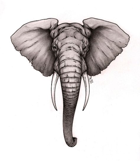 1000+ images about Elephants: Illustrations on Pinterest ... Elephant Head Tattoo, Elephant Skull, Tattoo Elephant, Elephant Sketch, Svg Animals, Tattoo Samples, Tattoo Beautiful, Elephant Tattoo Design, Beautiful Elephant