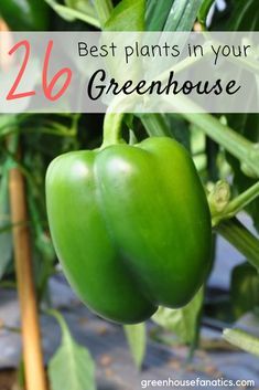 Inside A Greenhouse, Greenhouse Vegetables, Diy Greenhouse Plans, Best Greenhouse, Winter Greenhouse, Hobby Greenhouse, Outdoor Greenhouse, Backyard Shade, Greenhouse Shed