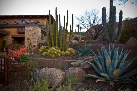 who says desert landscaping can't have color? Southwest Garden, Desert Backyard, Arizona Backyard, Interesting Plants, Arizona Gardening, Ranch Homes, Drought Tolerant Garden, Arizona Landscape, Drought Tolerant Landscape