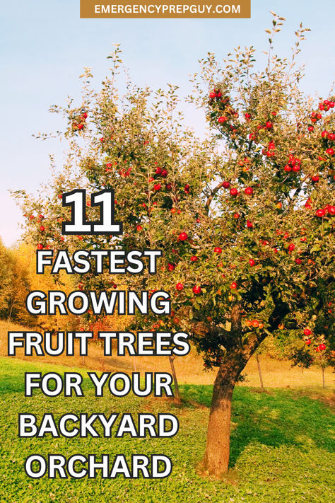 A lush apple tree laden with fruit in a backyard orchard, illustrating prepper garden ideas focused on gardening for self-sufficiency. Small Fruit Tree Orchard, Orchard And Vegetable Garden, Starting An Orchard, Orchard Design Layout Fruit Trees, Backyard Fruit Trees Layout, Backyard Fruit Orchard, Planting An Orchard, Fruit Trees Backyard Landscaping, Prepper Garden