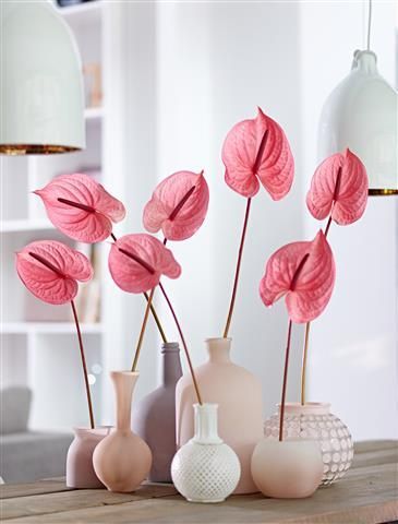 Simple and easy way to put a little colour into your house ©Anthura #anthurium #cutflower #candy #pink Anthurium Plant, Anthurium Flower, Autumn Trends, Garden Design Ideas, Floral Drawing, Sweet 15, Deco Floral, Candy Pink, Table Flowers