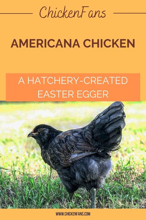 Americana Chickens Hens, Americana Chickens Eggs, Americauna Chickens, Americana Chickens, Chicken Breeds For Eggs, Ameraucana Chicken, Easter Egger Chicken, Chicken Coloring, Farm Chickens