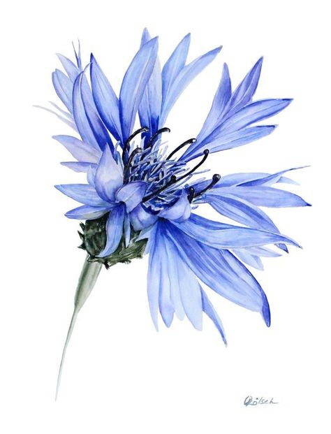 자작나무 그림, Watercolor Flowers Tutorial, Blue Cornflower, Watercolor Flower Art, Watercolor Flowers Paintings, Botanical Painting, Botanical Drawings, Watercolor Flower, Flower Art Painting