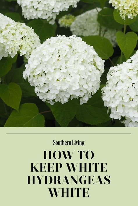 Row Of Hydrangeas, White Hydrangea Front Porch, White Hydrangea Front Of House, Different Hydrangeas, Invincible Wee White Hydrangeas, White Wedding Hydrangea Plant, Blushing Bride Hydrangea Landscaping, All White Landscaping, White Hydrangea Landscaping Front Yard