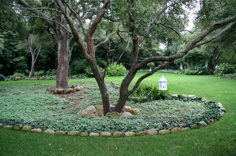 Victorian Landscaping, Trees Backyard, Landscaping Around Trees, Patio Trees, Easy Landscaping, Landscape Edging, Landscape Designs, Ground Cover Plants, Smart Ideas