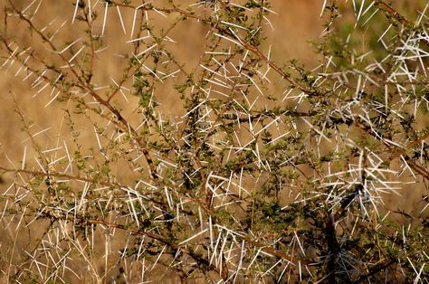 Rose Thorn Bush Tattoo, Thorn Bush Aesthetic, Thorn Bush, Rose Thorn Bud Check In, Thorn Plants, Thorny Bushes, Thorn Sculpture, Jesus Art, Plant Illustration