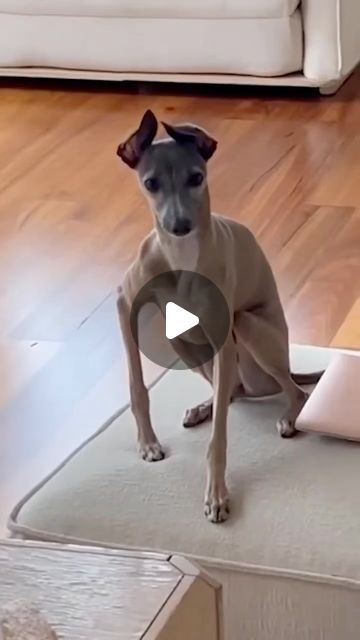 Dogs Being Funny, Funny Farm Animals Videos, Funny Dog Videos Hilarious Puppys, Funny Dog Video, Funny Pets Videos, Animals And Pets Funny, Cute Animal Videos Funny, Cute Dog Videos Funny, Funny Smiles