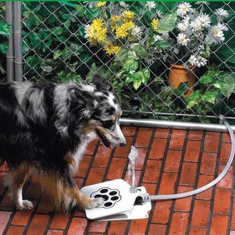 Dog Sprinkler, Water Dispenser Design, Drinking Water Fountain, Dispenser Design, Dog Water Fountain, Dog Water Dispenser, Outside Dogs, Dog Steps, Cat Water Fountain