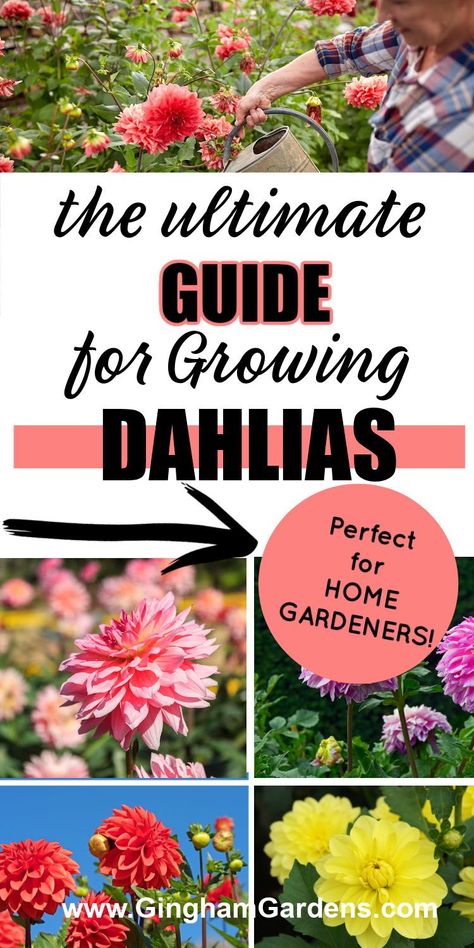 Discover the secret to cultivating beautiful dahlias in your own backyard. From selecting the perfect tubers and understanding how to plant them, to nurturing your blooms and beyond, this article is written by a master gardener and is your ultimate guide to successfully growing dahlias. How to overwinter dahlias. How to get an early start on growing dahlias in cold gardening climates. Overwinter Dahlias, Dahlia Flower Garden, Gardening Printables, Planting Dahlias, Growing Tulips, Flower Garden Plans, Growing Dahlias, Greenhouse Ideas, Garden Floor