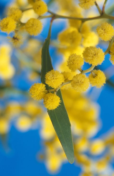 Golden Wattle #goldenwattle Nature, Wattle Tattoo, Australian Wattle, Fairy Oc, Koko Black, Golden Wattle, Vision 2024, Flora Flowers, Deco Studio