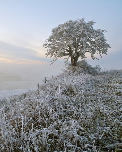 Landscape Winter, Frosty Morning, Lone Tree, Winter Frost, Photography Landscape, Winter Beauty, Winter Trees, Winter Wonder, Jack Frost