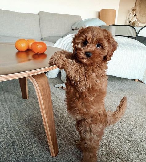 Red Poodle Puppy, Teddy Bear Poodle, Mini Poodle Puppy, Tiny Toy Poodle, Miniature Poodle Puppy, Teacup Poodle Puppies, Toy Poodle Puppy, Poodle Toy, Poodle Puppies For Sale