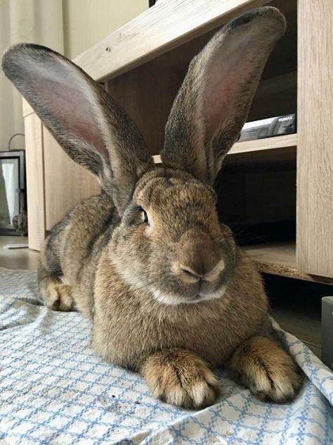 Giant Flemish Rabbit, Flemish Rabbit, Giant Rabbits, Rabbit Species, Flemish Giant Rabbit, Large Bunny, Giant Rabbit, Flemish Giant, Giant Bunny