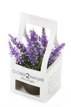 Plant Box Design, Campanula Portenschlagiana, Luxury Box Packaging, Ribbon Display, Flower Shop Design, Plant Bags, Potted Flowers, Wire Tree Sculpture, Plant Box