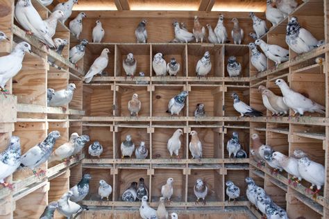 pigeonmen2 Pigeon House Ideas, Pigeon Flying, Pigeon Coop, Fancy Pigeons, Racing Pigeon Lofts, Pigeon Loft Design, Pigeon Nest, Baby Pigeon, Pigeon Cage