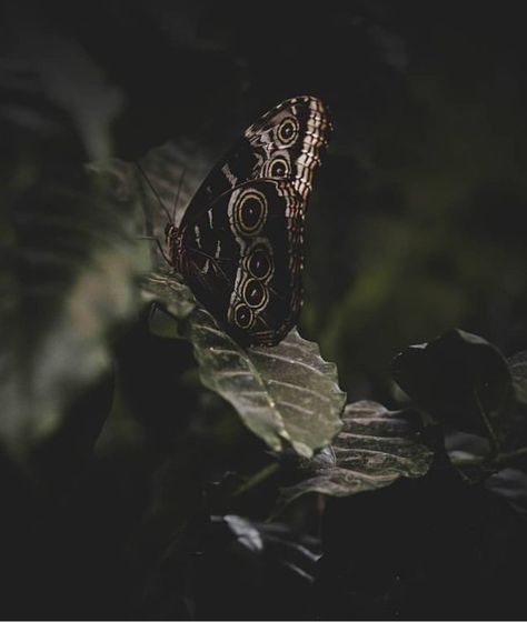 Hemlock Aesthetic, Nature Magic Aesthetic, Forest Goth, Cottagegore Aesthetic, Moth Aesthetic, Green Moth Aesthetic, Moth In Nature, Forest Witch Aesthetic, Dark Academia Aesthetic Butterfly