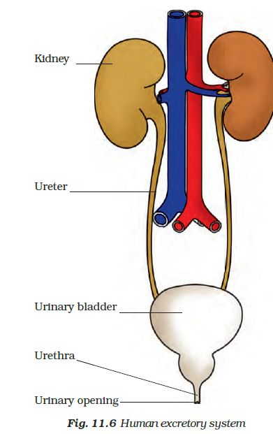 human excretory system Human Excretory System, Transportation Science, Excretory System, Angles Worksheet, Benefits Of Sports, Plant Notes, Garlic Health Benefits, Healthy Book, Animals And Plants